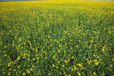 《尸臭-翌日异谭》Steam页面上线 支持简繁体中文